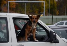 Alt Autoglas – din glasekspert