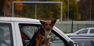 Alt Autoglas – din glasekspert