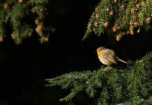 Gør udendørsarealet hjemme smartere og flottere