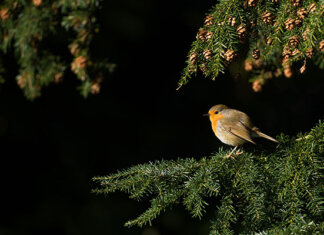 Gør udendørsarealet hjemme smartere og flottere