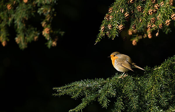 Gør udendørsarealet hjemme smartere og flottere